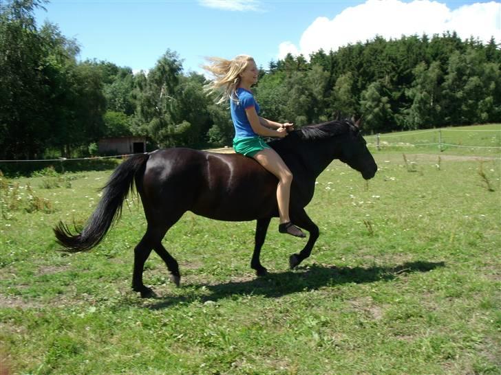 Anden særlig race Beauty  - Mig og Beauty. traver uden udstyr. :) billede 10