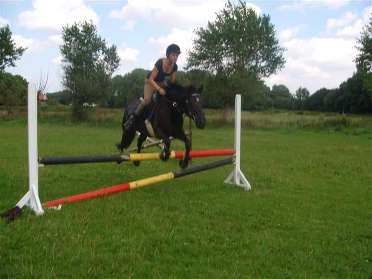 Anden særlig race Beauty  - Et lille spring. Træning på Broløkke. billede 12