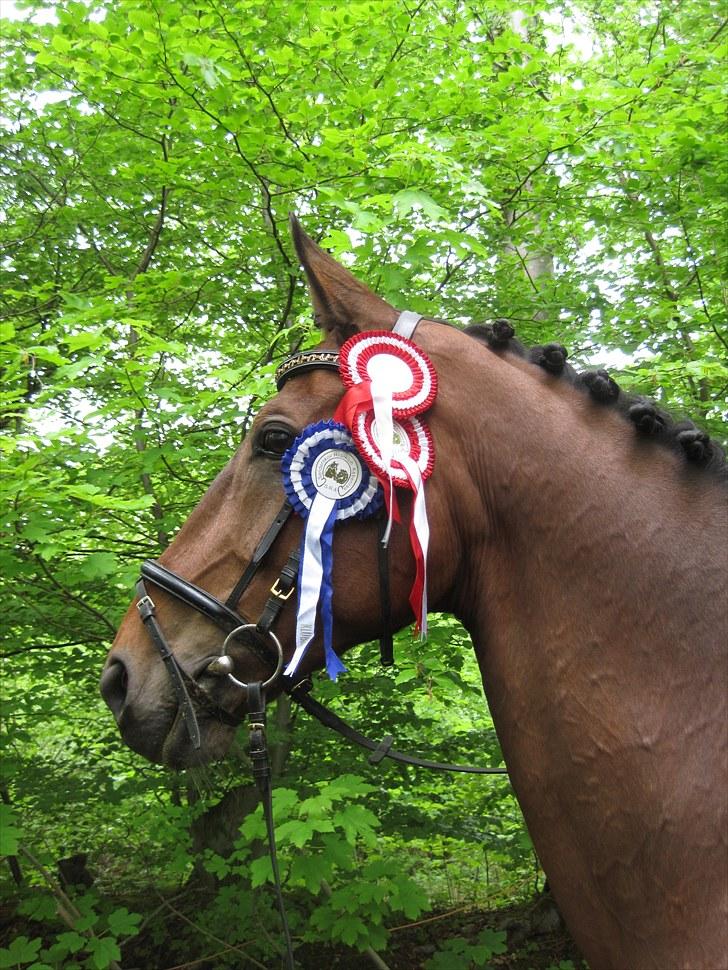 Tysk Varmblod Amadeus Puce W84 'Himmelhest' - Vinder af LA1 og LA3, samlet nr. 2 til Klubmesterskab 2010 billede 1