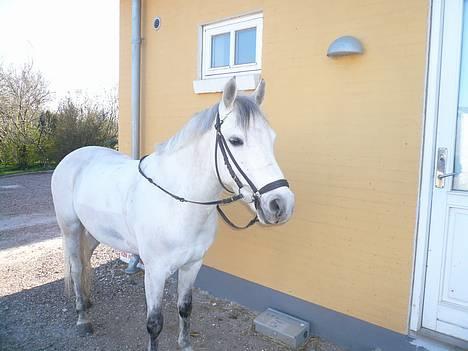 Welsh Pony af Cob-type (sec C) Bjerregårds Laban <33  billede 20