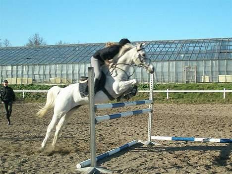 Hollandsk Sportspony Blondie  - undervisning på anderup! :D billede 9