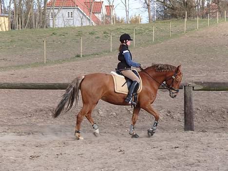 Anden særlig race Diamond [R.I.P] - *NYT* Undervisning d. 11.04.07 billede 11