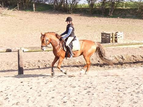 Anden særlig race Diamond [R.I.P] - *NYT* Undervisning d. 11.04.07 billede 13