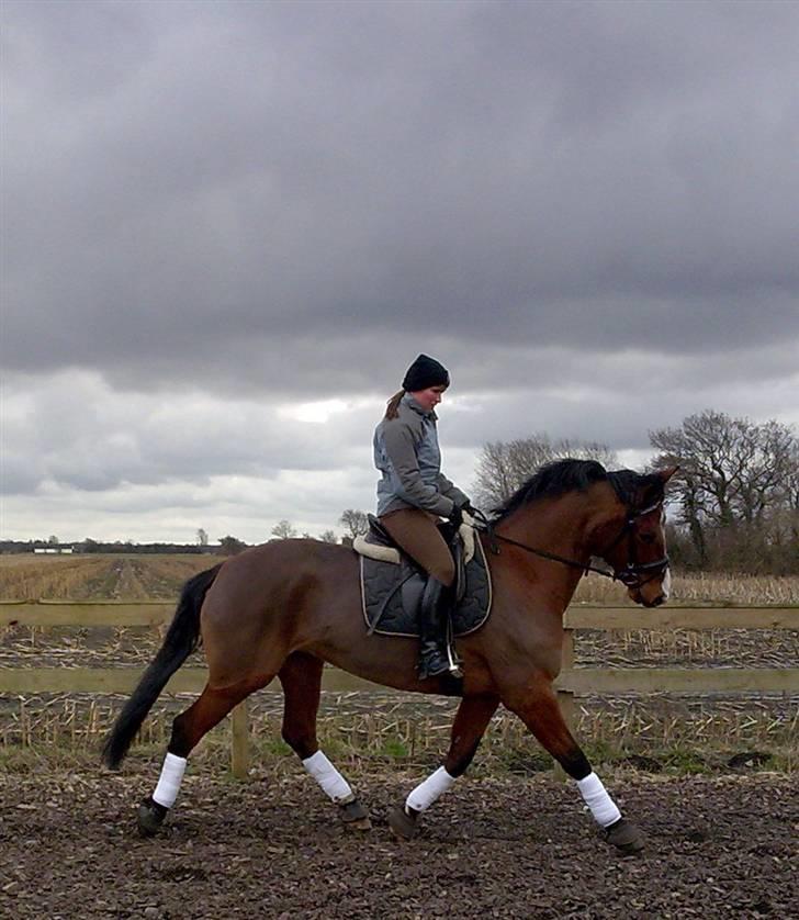 Dansk Varmblod Cocolou Comick  - NYT. Hjemme på banen.. 2009 billede 11