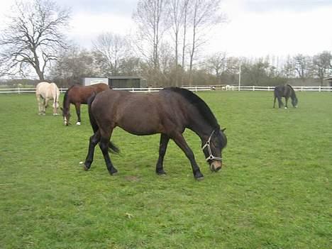 Anden særlig race *Wendy*   - Hygge Nygger på folden :) billede 11