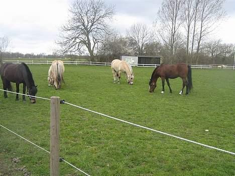 Anden særlig race *Wendy*   - Næsten Alle sammen på fold! billede 12
