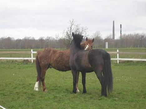 Anden særlig race *Wendy*   - Wendy og Snoopy.. De er blevet kærster :) billede 13