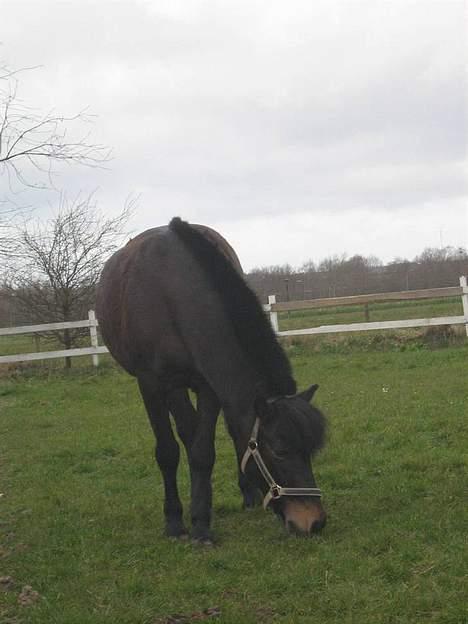 Anden særlig race *Wendy*   - mit ynglings billed! LOVE YOU <3 billede 14