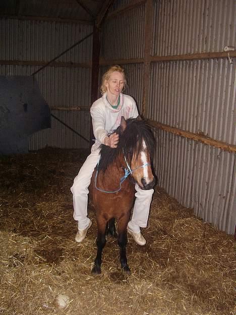 Welsh Pony af Cob-type (sec C) (¯`v´¯) taro (¯`v´¯) - selv om han ikk er blivet rigti tilredet kan man godt side på ham og man kan os godt ride en lille tur billede 13