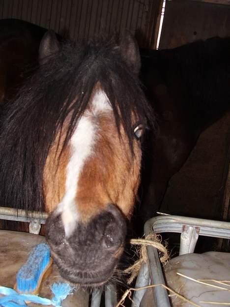 Welsh Pony af Cob-type (sec C) (¯`v´¯) taro (¯`v´¯) billede 14