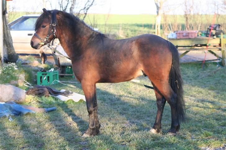 Welsh Pony af Cob-type (sec C) (¯`v´¯) taro (¯`v´¯) billede 17