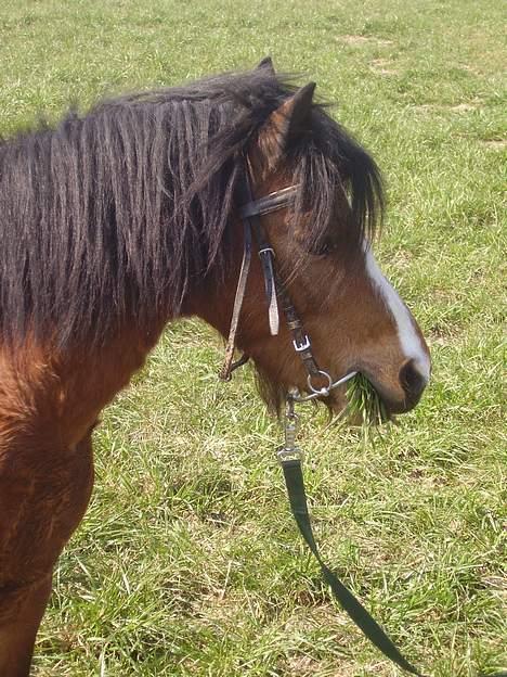 Welsh Pony af Cob-type (sec C) (¯`v´¯) taro (¯`v´¯) - nam nam billede 18