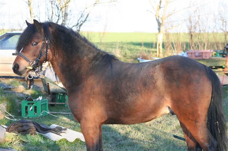 Welsh Pony af Cob-type (sec C) (¯`v´¯) taro (¯`v´¯) billede 19