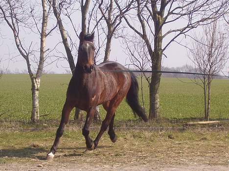 Traver  (¯`v´¯)targo Birke(¯`v´¯) billede 12