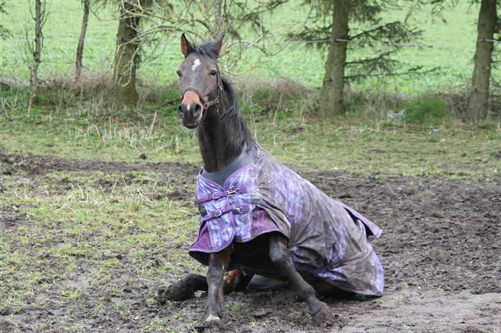 Traver  (¯`v´¯)targo Birke(¯`v´¯) billede 13