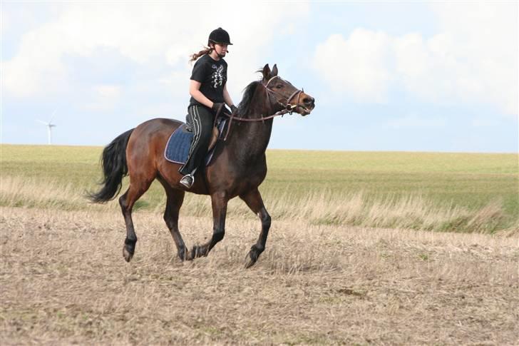 Traver  (¯`v´¯)targo Birke(¯`v´¯) - så fik jeg endelig lokket min mor ud og ta nogen foto da vi var ude på marken *NYT* billede 14