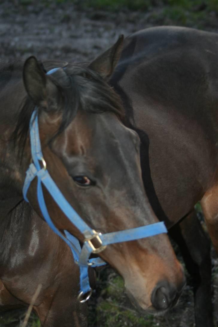 Fuldblod (XX) (¯`v´¯)Big ben(¯`v´¯) - taget om aften *NYT* billede 12