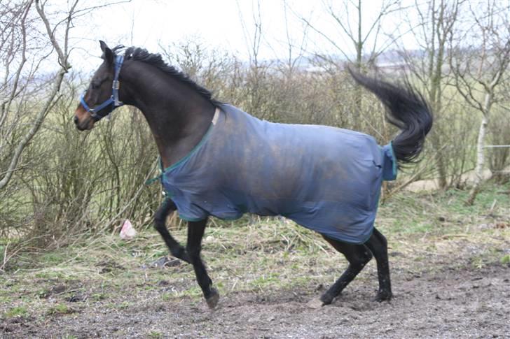 Fuldblod (XX) (¯`v´¯)Big ben(¯`v´¯) - så skal der fjoles rundt *NYT* billede 14