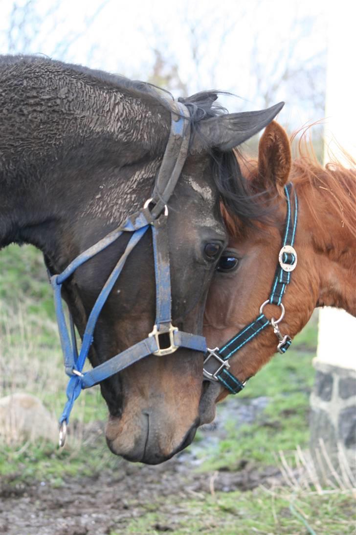 Fuldblod (XX) (¯`v´¯)Big ben(¯`v´¯) - hilser da lige på MD *NYT* billede 15