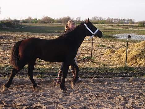 Welsh Cob (sec D) Haymos Dream of Mayflower (solgt) - Joey, d. 11-04-07 billede 15
