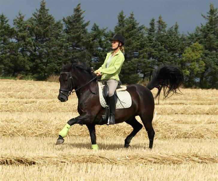 New Forest Vadgaards Bellmann - Sassetrolden i fritrav på stubmarken :D sommer 08 billede 11