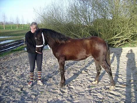 Welsh Cob (sec D) Haymos Dream of Mayflower (solgt) - Joey d. 11-04-07 billede 16