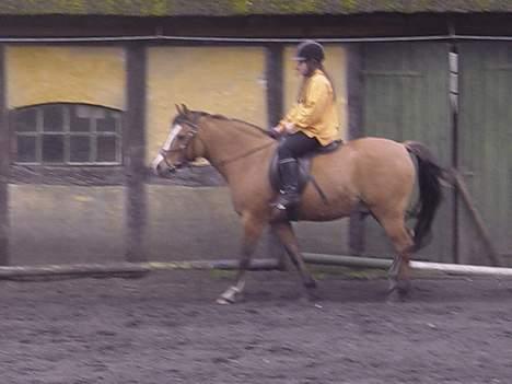 Anden særlig race samson billede 17