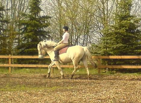 Fjordhest Claus - Gammel Part :'/ - Dressur på udebanen :D Undskyld kvaliteten , taget mobil [Fotograf: Yasmin] billede 8
