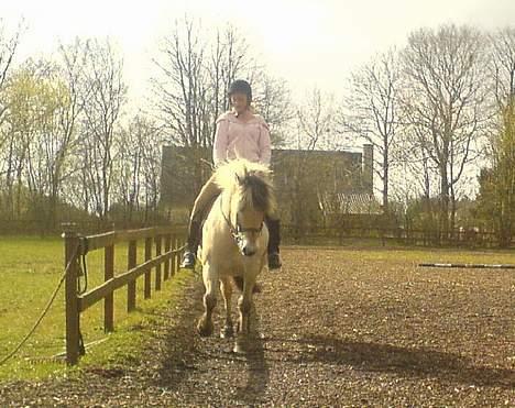 Fjordhest Claus - Gammel Part :'/ - Claus der sys at han sku løbe [Fotograf: Yasmin] billede 9