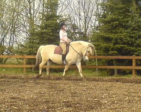 Fjordhest Claus - Gammel Part :'/ - Dressur :D Han er såå SKØN [Fotograf: Yasmin] billede 10