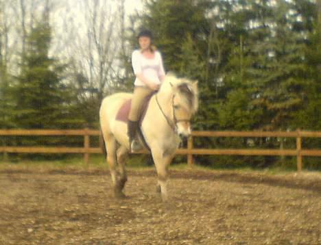 Fjordhest Claus - Gammel Part :'/ - Dressur igen :D [Fotograf: Yasmin] billede 11