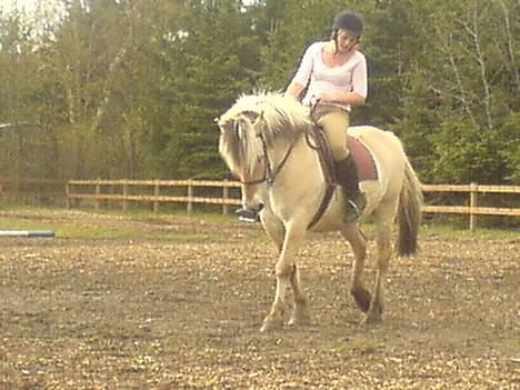 Fjordhest Claus - Gammel Part :'/ - Dressur :d Kig ik på mig , jeg ødelægger billedet :s haha ! [Fotograf: Yasmin] billede 12