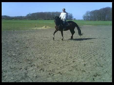 Dansk Varmblod Chafa (Solgt) - :D billede 19