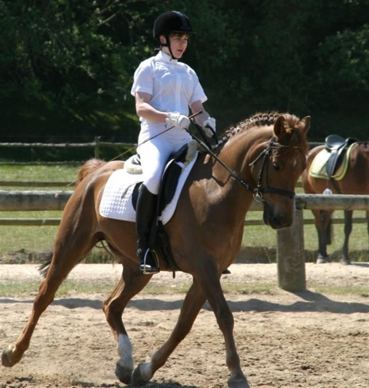 DSP Tovdal´s Balooca  - sruer 2008 foto: min far billede 11