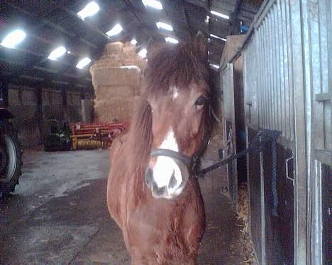 Islænder Ekil Fra Mundelstrup*DØD* billede 13