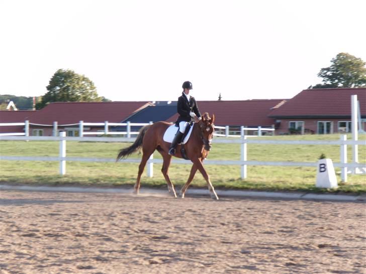 Anden særlig race Diamond [R.I.P] - NYT: stævne d.3.august 2oo7 billede 14