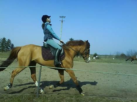 New Forest Reijnders Donna - Alfivet - "  I Belive i can´ fly   "   (:<33 heeh´ billede 8