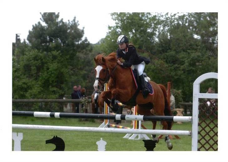 New Forest Reijnders Donna - Alfivet - Første Ma på hende <3 i stevnstrup. ELSKERDIGDÅNSE <3 billede 9