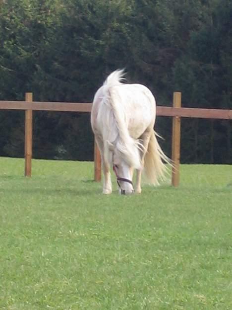 Islænder Prinsessa  solgt billede 8
