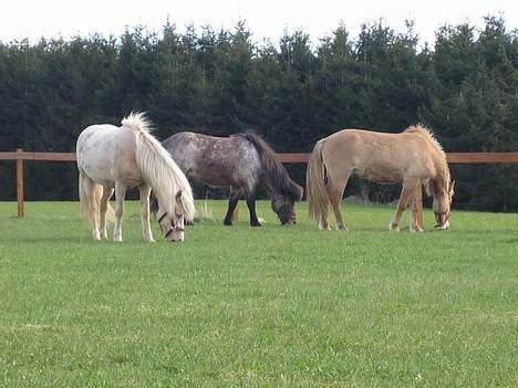 Islænder Prinsessa  solgt - Prinsessa, Loa og Gulan alle 3 hopper i fol billede 9