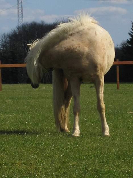 Islænder Prinsessa  solgt billede 10