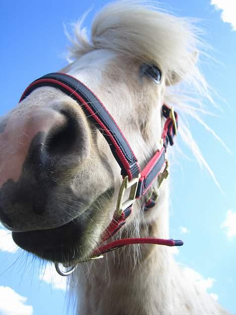 Islænder Prinsessa  solgt billede 11