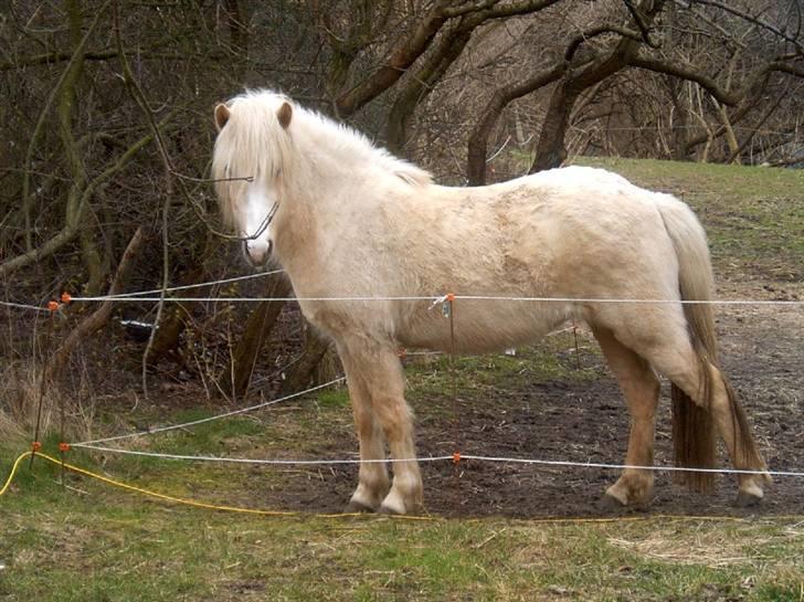 Islænder Prinsessa  solgt billede 14