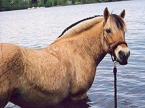 Fjordhest GFC's Fanja † R.I.P † - Min Fanja i vandet , hun elskede det ;) [Fotograf: ??] billede 1