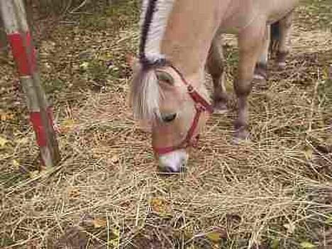 Fjordhest GFC's Fanja † R.I.P † - Fede der æder , som altid [Fotograf: Anja] billede 2