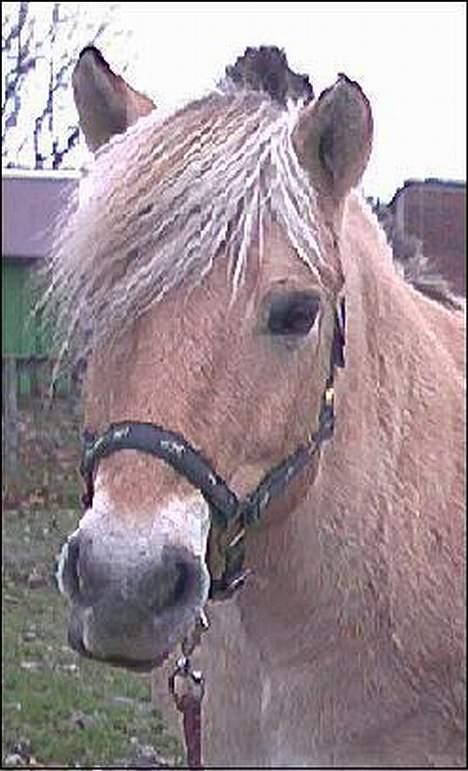Fjordhest GFC's Fanja † R.I.P † - Fanja min elskede , savner den pony såååå meget [Fotograf: Mig] billede 4