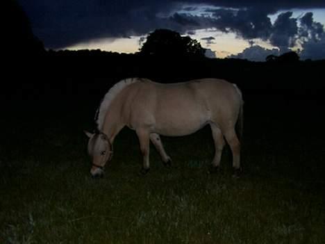 Fjordhest GFC's Fanja † R.I.P † - På en sommerkoloni med byggeren ;´) [Fotograf: Rikke el. Cille] billede 5