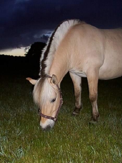 Fjordhest GFC's Fanja † R.I.P † - Igen på folden , med mad i munden :d [Fotograf: Rikke el. Cille] billede 6