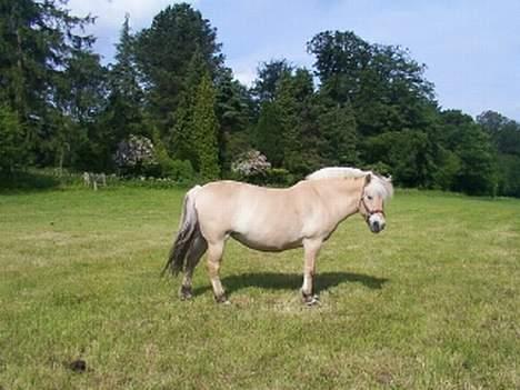 Fjordhest GFC's Fanja † R.I.P † - Stadig [Fotograf: Rikke el. Cille] billede 7