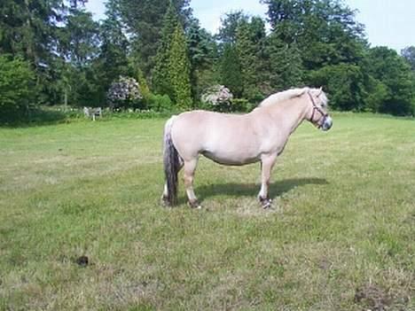 Fjordhest GFC's Fanja † R.I.P † - Hun kigger efter Bjarke drengen ;) [Fotograf: Rikke el. Cille] billede 8